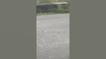 Video Kerumunan Sapi Kampung Berjalan Menuju Kandang, Suara Sapi Moo, Sapi Lucu Di ladang hijau