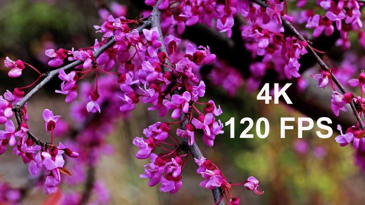 Slow motion on a spring morning (120fps 4K) - YouTube