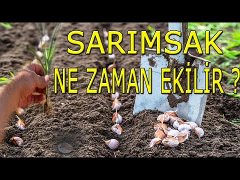 SARIMSAK NE ZAMAN EKİLİR ?