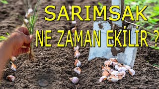 SARIMSAK NE ZAMAN EKİLİR ? Resimi