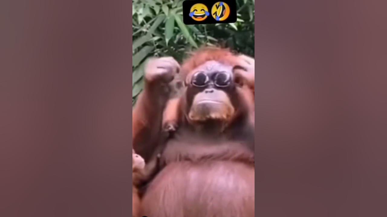 dog-gang-vs-monkey-gang-youtube