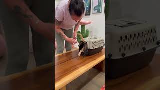 Your cat doesn't have to have their carrier
