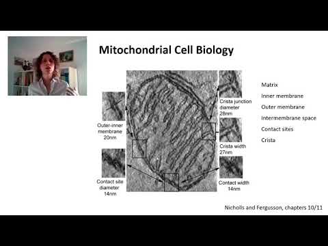 Mitochondrial Cell Biology 1