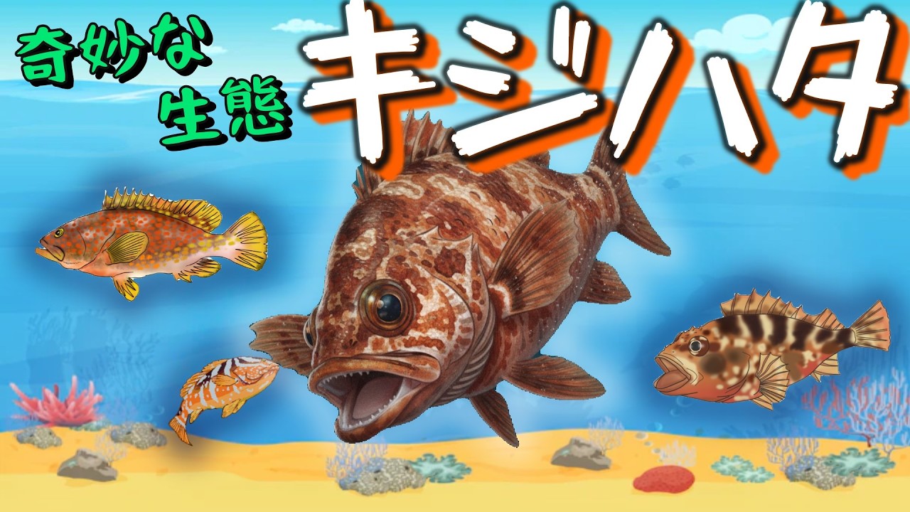 Red Grouper] Why is it traded at such a high price despite being