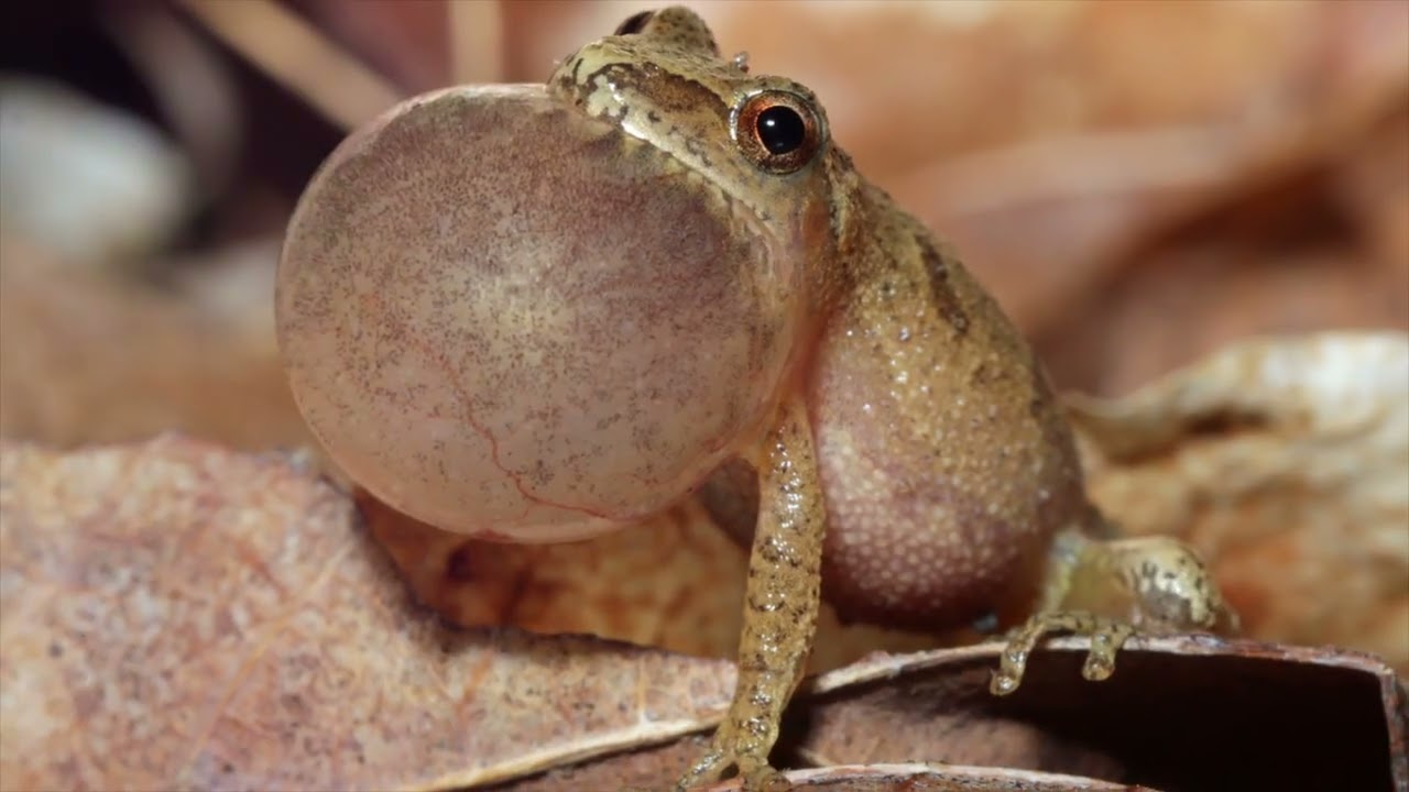 Spring Peepers & Their Vernal Pools (Calling all Citizen Scientists)