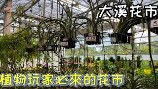 北部植物玩家必逛的大溪花市|cp值超高的人氣花市|植物男子