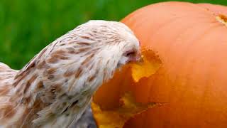 Chickens Carving Pumpkins?