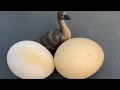 RAW EGG PEELING - Moha melo