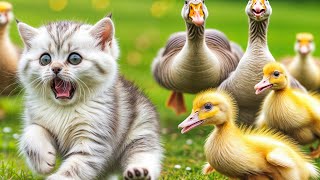 The kitten and the duckling were terrified when they encountered the 'giant monster' geese🤣So funny. by Pets MaxLy 724 views 3 days ago 4 minutes, 29 seconds