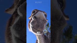 smart refusal 😁 #animals