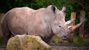 Heat-seeking drones protecting endangered wildlife