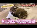 レッサーパンダの赤ちゃん誕生!悶絶級のかわいさ!(Red panda)