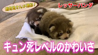 レッサーパンダの赤ちゃん誕生！悶絶級のかわいさ！（Red panda