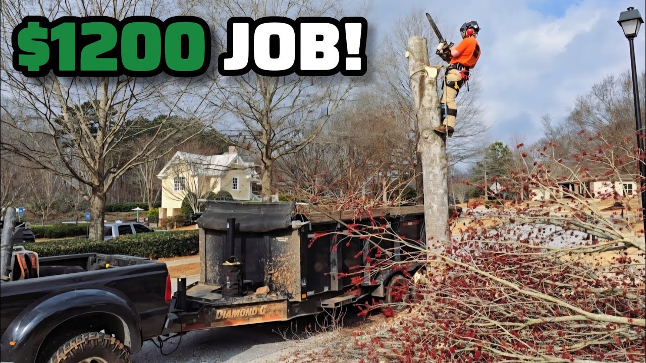 We Got Hired To Remove This Hazardous Tree Because The Customer is ...