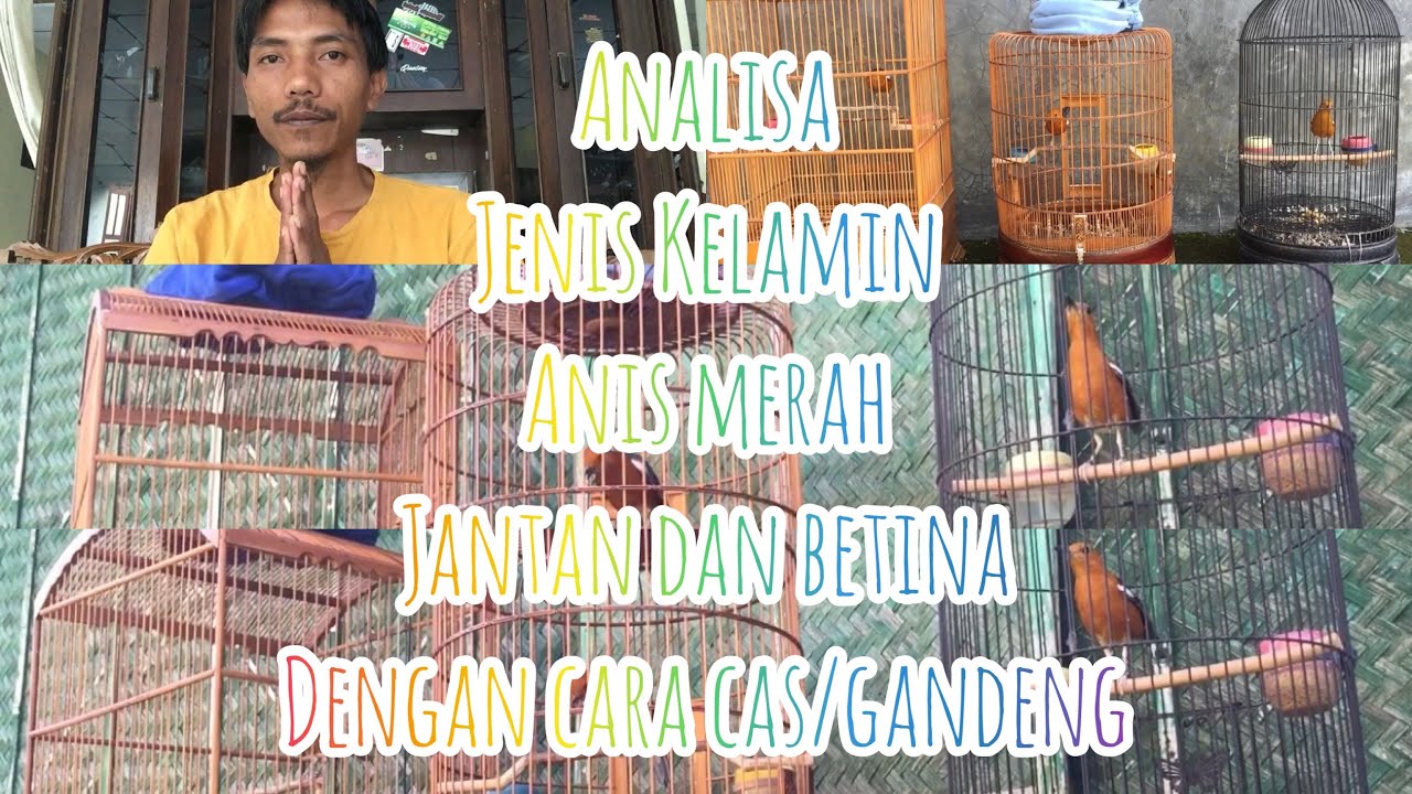 Analisa Anis Merah Jantan Dan Betina Dari Cas/Gandeng