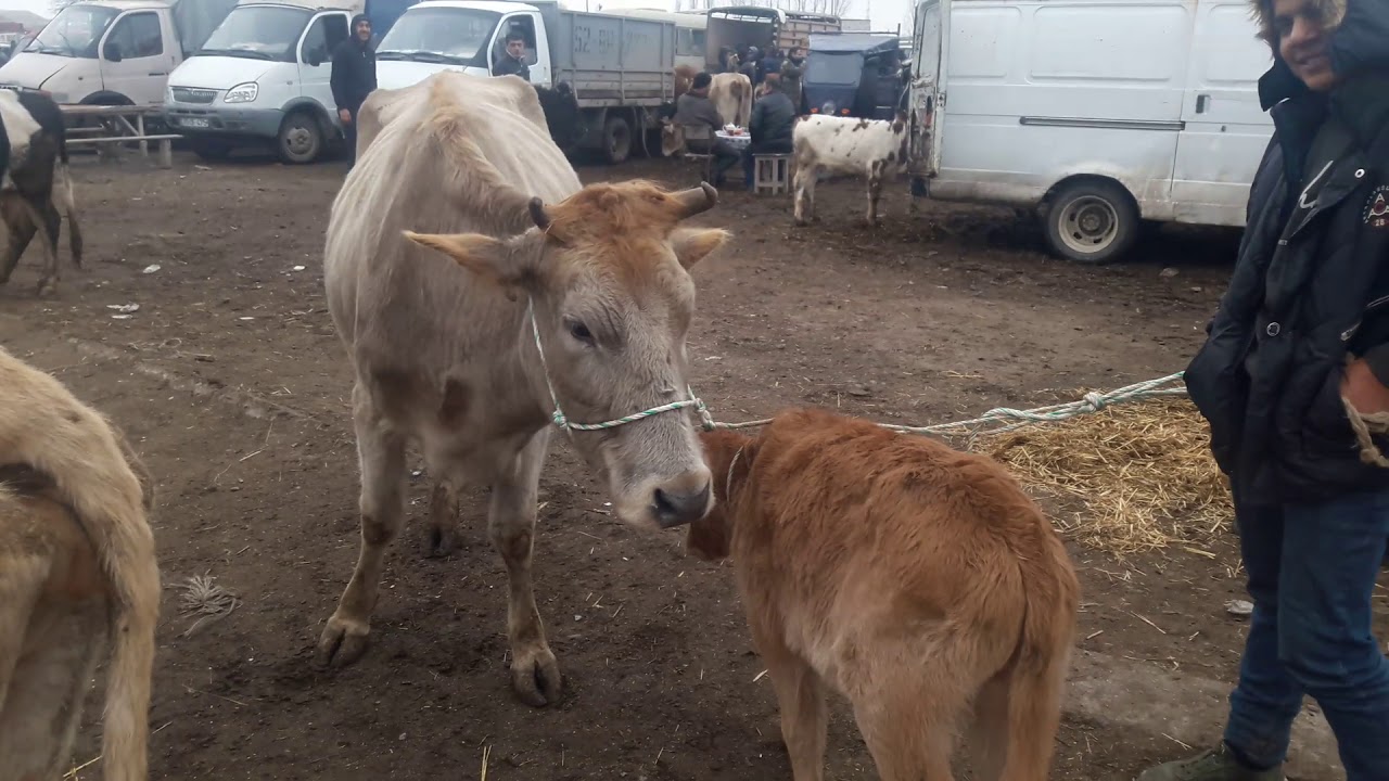 Salyan heyvan bazarı 