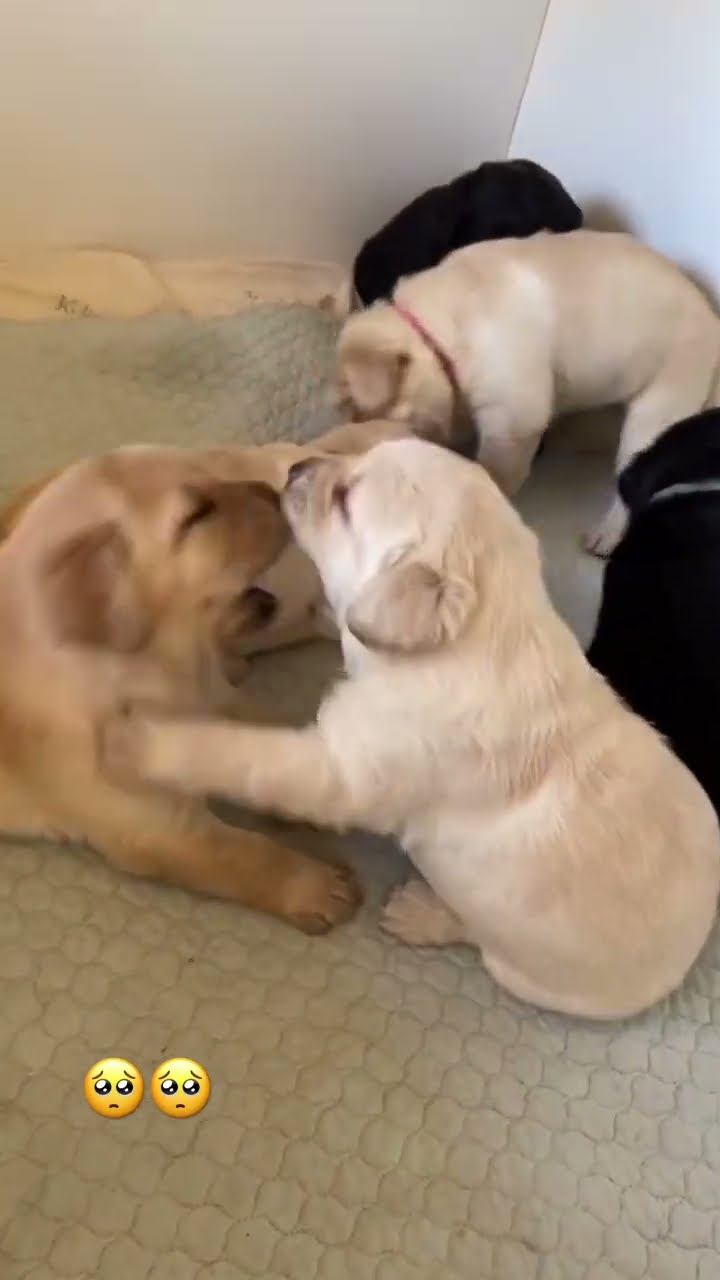 Adorable doggos vibing to some prvnci