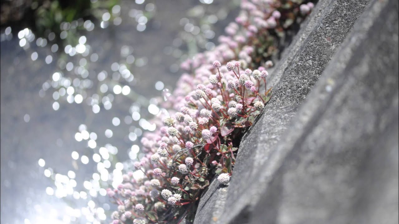 Hotel California..Harmonica