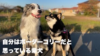 ボーダーコリーと育った結果…。ボーダーコリーの真似をする柴犬 by サスケん家 3,474 views 6 months ago 4 minutes, 7 seconds