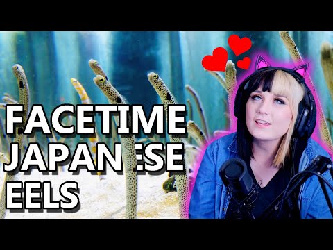 yes-japan-wants-you-to-facetime-garden-eels---why?---kanpai-kast-highlights