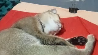 PAGI SEMUA 'Encang' LANJUTKAN TIDUR DULU IYA TEMAN TEMAN..😺😺
