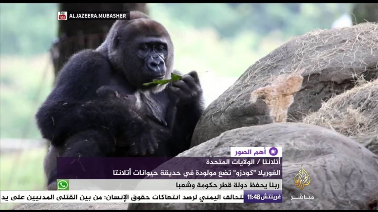 الغوريلا "كودزو" من سلالة نادرة تضع مولودة في حديقة حيوان أتلانتا