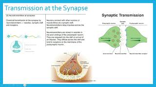 Synapses