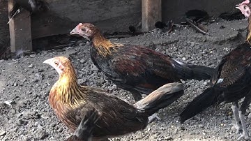 Red jungle fowl (Qaib Qus)