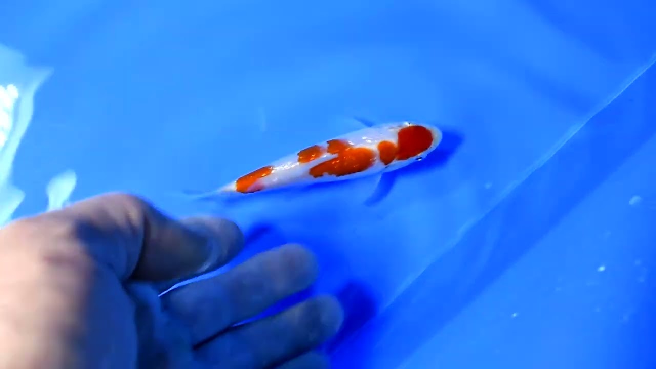 若鯉大会スペシャルオークション！】260302-195の出品鯉のご紹介