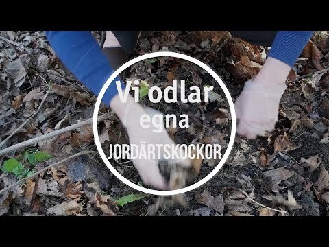 Video: Hur Man Odlar Jordärtskocka