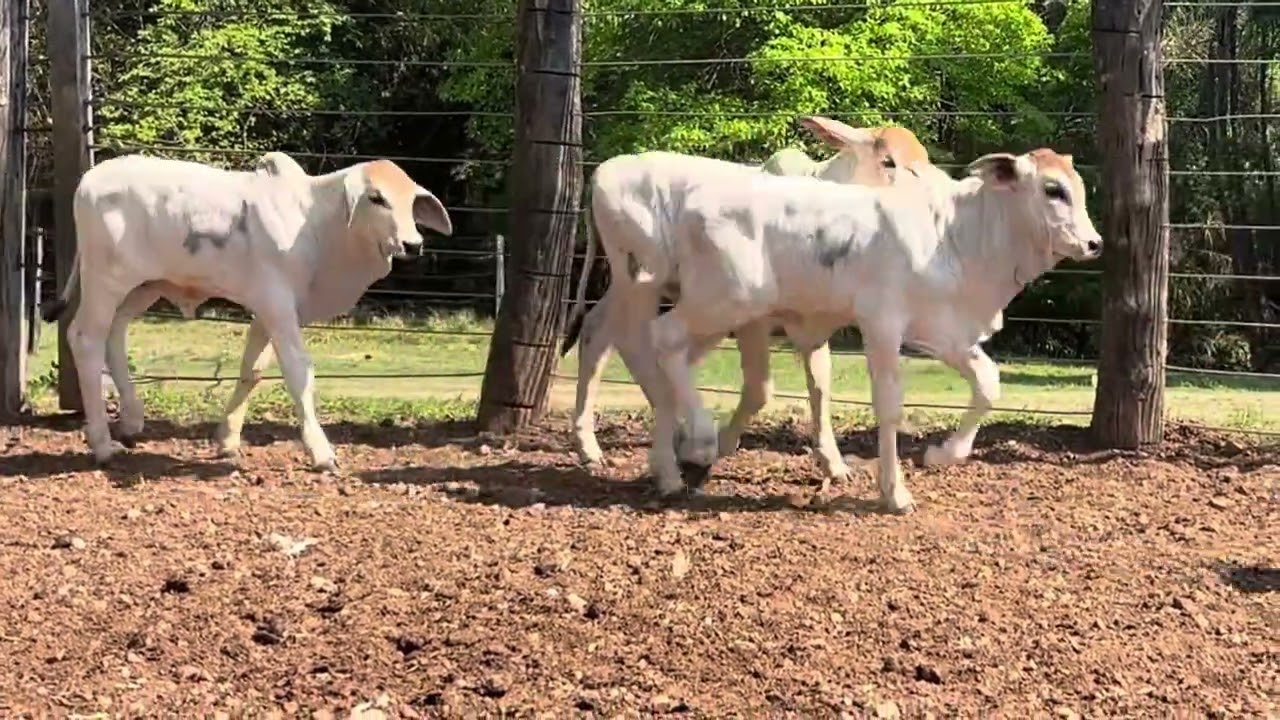 GEGO 3160 - BOSTON FIV DO GOIAS - Progênie , Bezerros Tabapuã , 30 dias