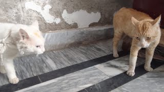 Two cats fighting each other