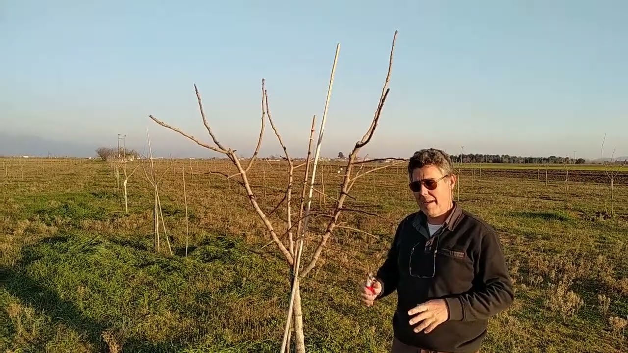 Κλάδεμα Φυστικιάς 2ος-3ος χρόνος. Όλα όσα πρέπει να γνωρίζετε!