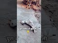 Crore pati to ban ke rahunga😂🐕funny video #dogshorts #dog #pets #puppy #animals