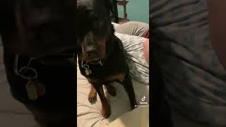 Rottweiler Steals Bed And Wife