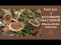 Ещё раз о КОЛЛИБИИ МАСЛЯНОЙ. Rhodocollybia butyracea.