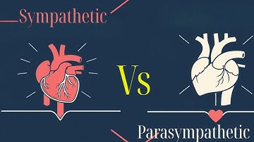 Autonomic Nervous System: Sympathetic vs Parasympathetic, Whiteboard Animation