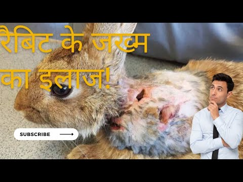 रैबिट का जख्म||Rabbit Wound@rabbitcare4662