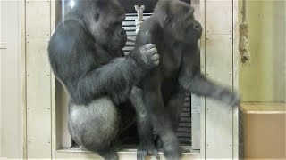 シャバーニ家族 664  Shabani family gorilla