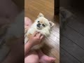 保護犬のその後…飼い主の元で安心してるピース #shorts