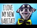 Making a habitat for your Chihuahua - the pros and cons | Sweetie Pie Pets