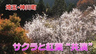 サクラと紅葉が“共演”　埼玉・神川町