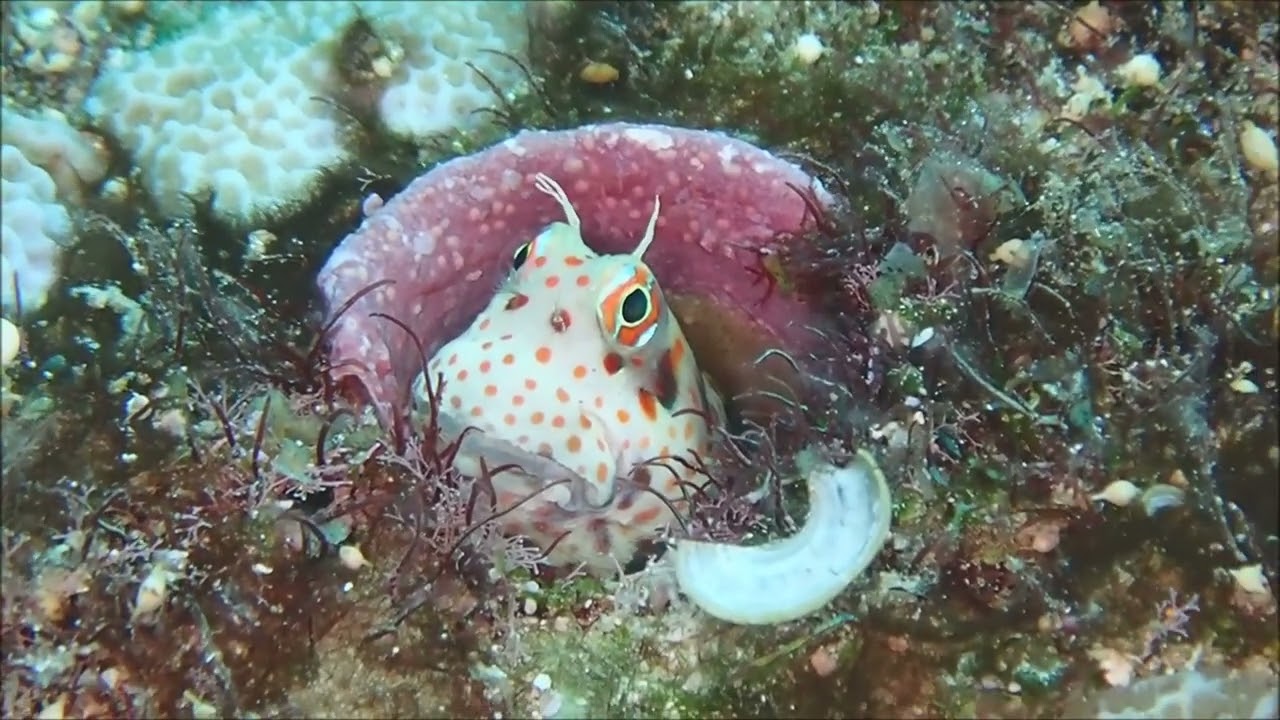 久米島ツアーの思い出 その3 モンツキカエルウオ 富山 高岡 ダイビングスクールオーシャン