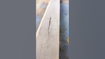 Wood works  #woodwork #woodworking #asmrsounds #oddlysatisfying #satisfying #chisel #sharp