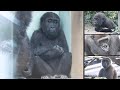 元気を失った子ゴリラを見て、父モモタロウの存在の大きさを知った8月⭐️Gorilla【京都市動物園】Kintaro lost his appetite and weight .