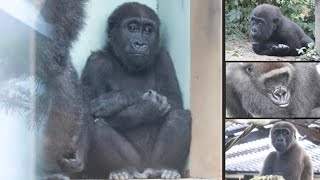 元気を失った子ゴリラを見て、父モモタロウの存在の大きさを知った8月⭐️Gorilla【京都市動物園】Kintaro lost his appetite and weight .