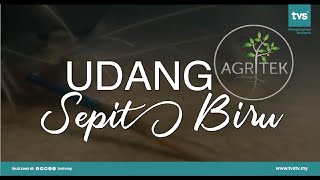 Udang Sepit Biru | Episod 10 - Agritek