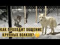 Как проходит общение крупных Волков? Новое явление Умки. Братиш впервые хочет порвать меня.