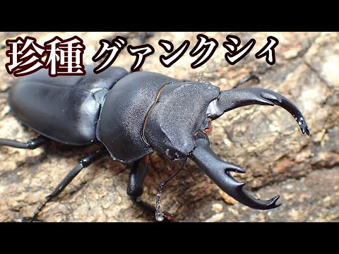 Johnny&#39;s - ケンタ虫 ページ アフリカ最大のカブトムシ・ケンタウルスオオカブト『クレイジー