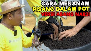 Download Lagu CARA MENANAM POHON PISANG DI DALAM POT VERSI ABANG NARJI || TRIK CEPAT BERBUAH MP3